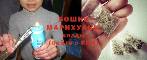 сатива Новозыбков
