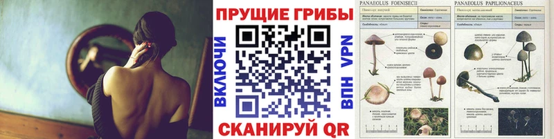 Псилоцибиновые грибы Psilocybe  цена   Лыткарино 
